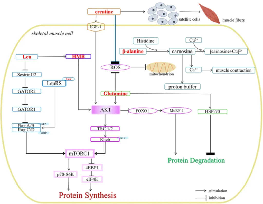 Science-Backed Muscle Recovery Supplements: What Research Actually Proves Works 5 Amino Acids and Derivatives