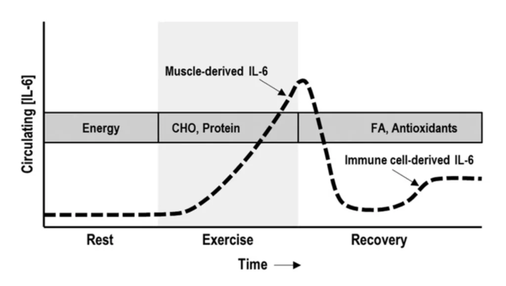 Science-Backed Muscle Recovery Supplements: What Research Actually Proves Works 2 Post-exercise recovery rate